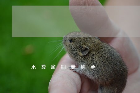水费逾期滞纳金 水费逾期滞纳金