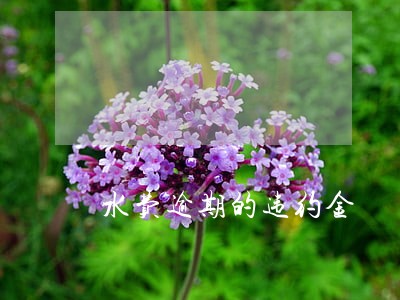 水费逾期的违约金 水费逾期的违约金