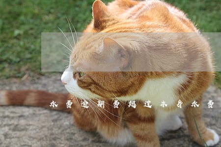 水费逾期费超过本身水费