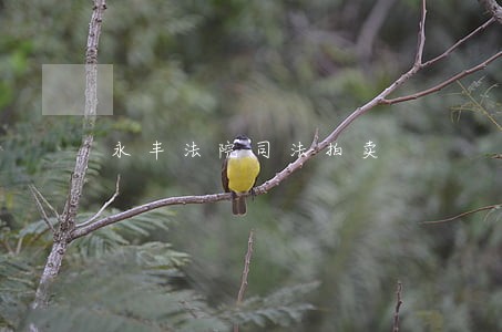 永丰法院司法拍卖
