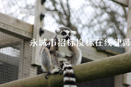 永城市招标投标在线律师 永城市招标投标在线律师