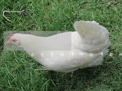 永定劳动律师法律专线