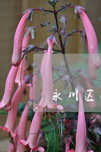 永川区法院阿里拍卖 永川区法院阿里拍卖