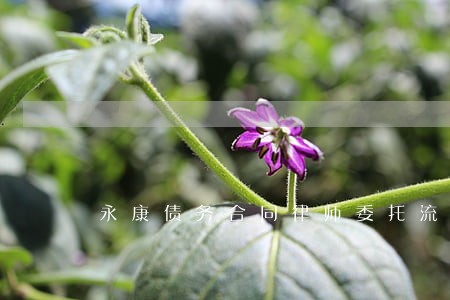 永康债务合同律师委托流程 永康债务合同律师委托流程