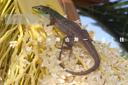永旺分期逾期一天多少钱 永旺分期逾期一天多少钱