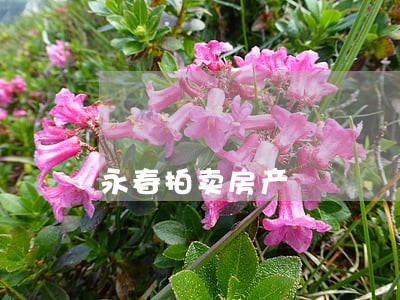 永春拍卖房产 永春拍卖房产