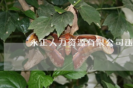 永正人力资源有限公司违法用工 永正人力资源有限公司违法用工