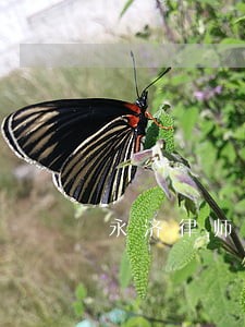 永济律师团队 永济律师团队