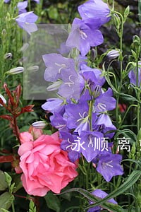 永顺离婚律师吗 永顺离婚律师吗
