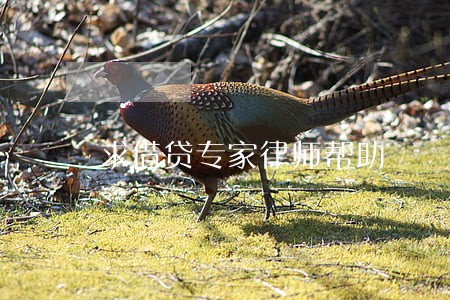 求借贷专家律师帮助 求借贷专家律师帮助