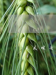 求花呗逾期9000多的图片 求花呗逾期9000多的图片
