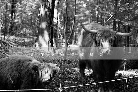 汇中小额贷款逾期 汇中小额贷款逾期