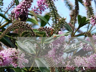 汇丰信用卡逾期多久会上征信