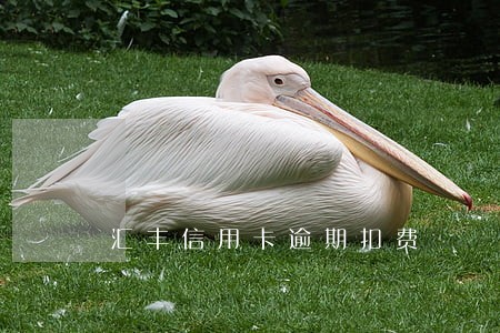 汇丰信用卡逾期扣费 汇丰信用卡逾期扣费