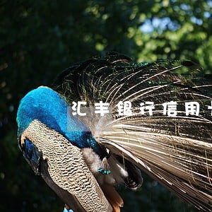 汇丰银行信用卡逾期