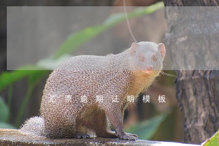 汇票逾期证明模板