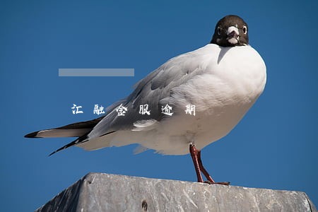 汇融金服逾期