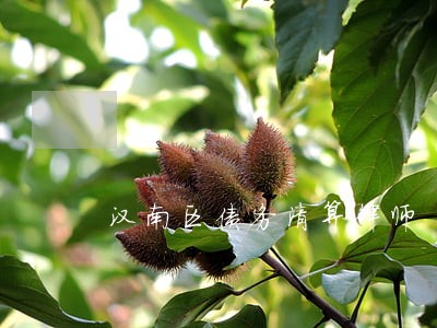 汉南区债务清算律师 汉南区债务清算律师