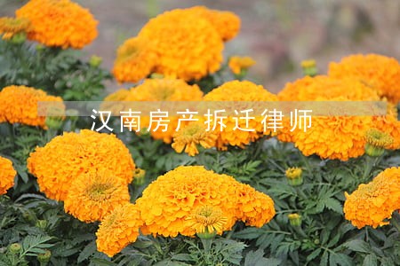 汉南房产拆迁律师 汉南房产拆迁律师