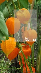 汉口债权债务纠纷律师免费咨询