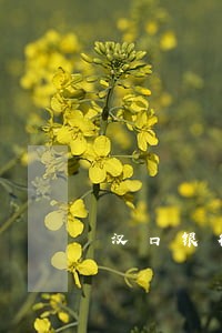 汉口银行理财产品逾期 汉口银行理财产品逾期