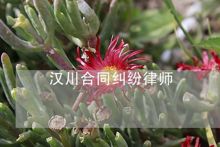 汉川合同纠纷律师 汉川合同纠纷律师