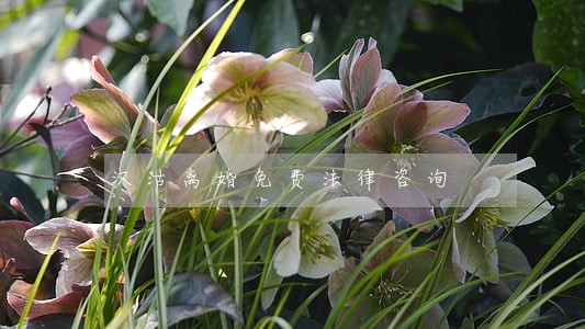 汉沽离婚免费法律咨询 汉沽离婚免费法律咨询