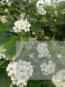 汉阳合同官司律师团队 汉阳合同官司律师团队