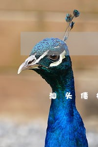 汕头债权债务律师电话