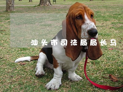 汕头市司法局局长马 汕头市司法局局长马