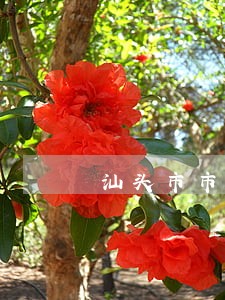 汕头市市委违法 汕头市市委违法