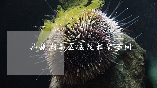 汕头潮南区法院租赁合同 汕头潮南区法院租赁合同