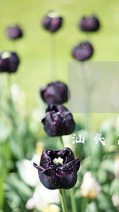 汕头离婚律师哪家好 汕头离婚律师哪家好