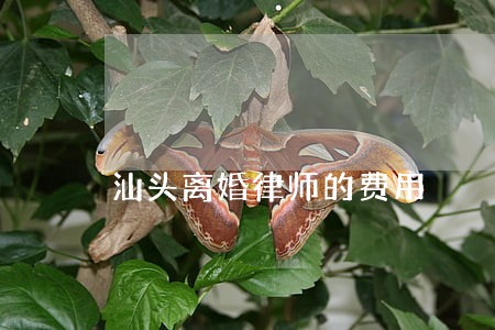 汕头离婚律师的费用 汕头离婚律师的费用