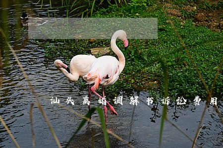 汕头离婚调解书诉讼费用 汕头离婚调解书诉讼费用