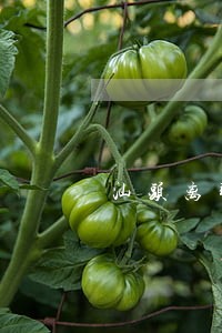 汕头离职纠纷律师