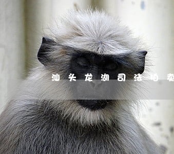 汕头龙湖司法拍卖 汕头龙湖司法拍卖