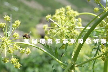 汕尾信用卡逾期停息分期怎么协商 汕尾信用卡逾期停息分期怎么协商