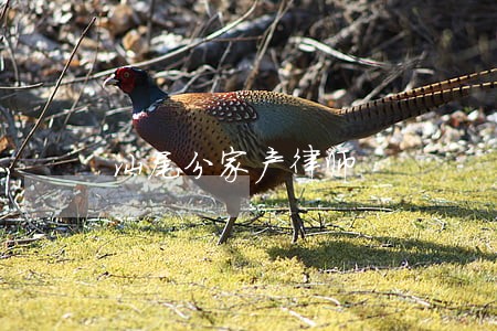 汕尾分家产律师 汕尾分家产律师