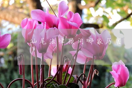 汕尾法律顾问哪家厉害 汕尾法律顾问哪家厉害