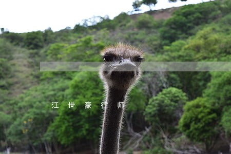 江世豪律师 江世豪律师