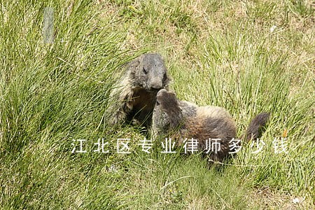 江北区专业律师多少钱 江北区专业律师多少钱