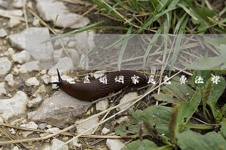 江北区婚姻家庭免费法律咨询热线