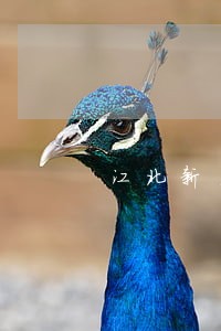 江北新区离婚债务律师推荐 江北新区离婚债务律师推荐