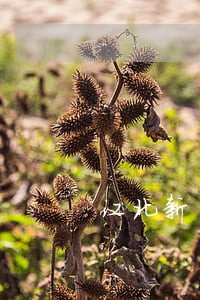 江北新区首聘法律顾问 江北新区首聘法律顾问