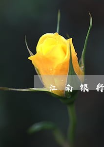 江南银行信用卡逾期怎么算