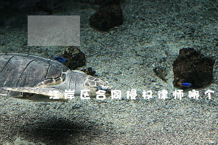 江岸区合同侵权律师哪个好