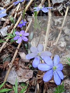 江干区婚姻律师介绍 江干区婚姻律师介绍