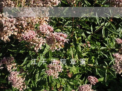 江干法院章重