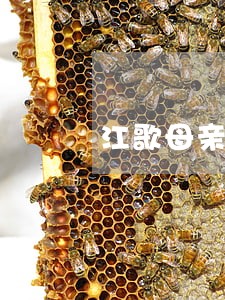 江歌母亲律师发声